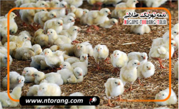 تداوم جوجه‌ریزی ۱۵۰ میلیون قطعه‌ای در کشور